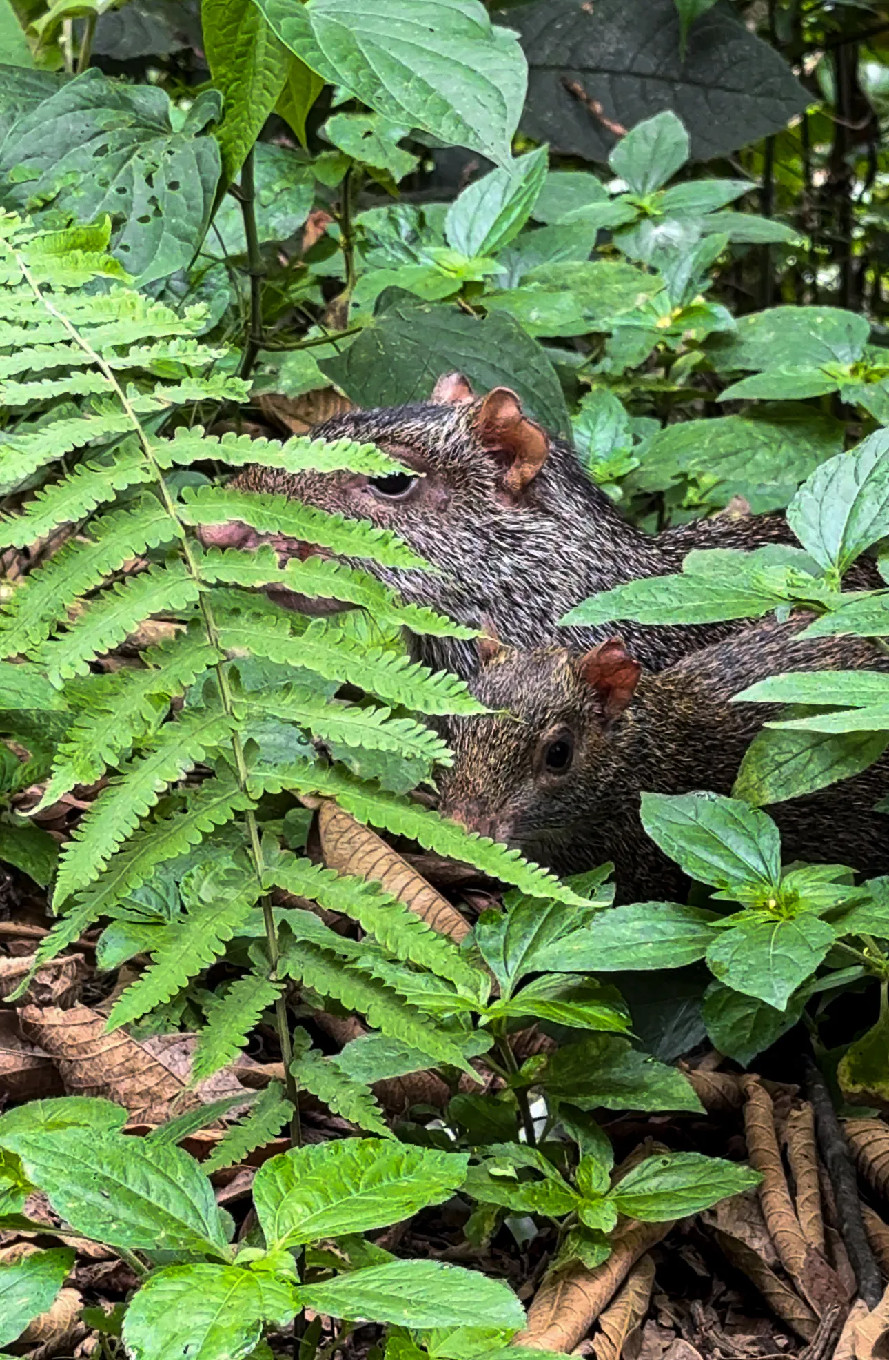 Wildlife photo