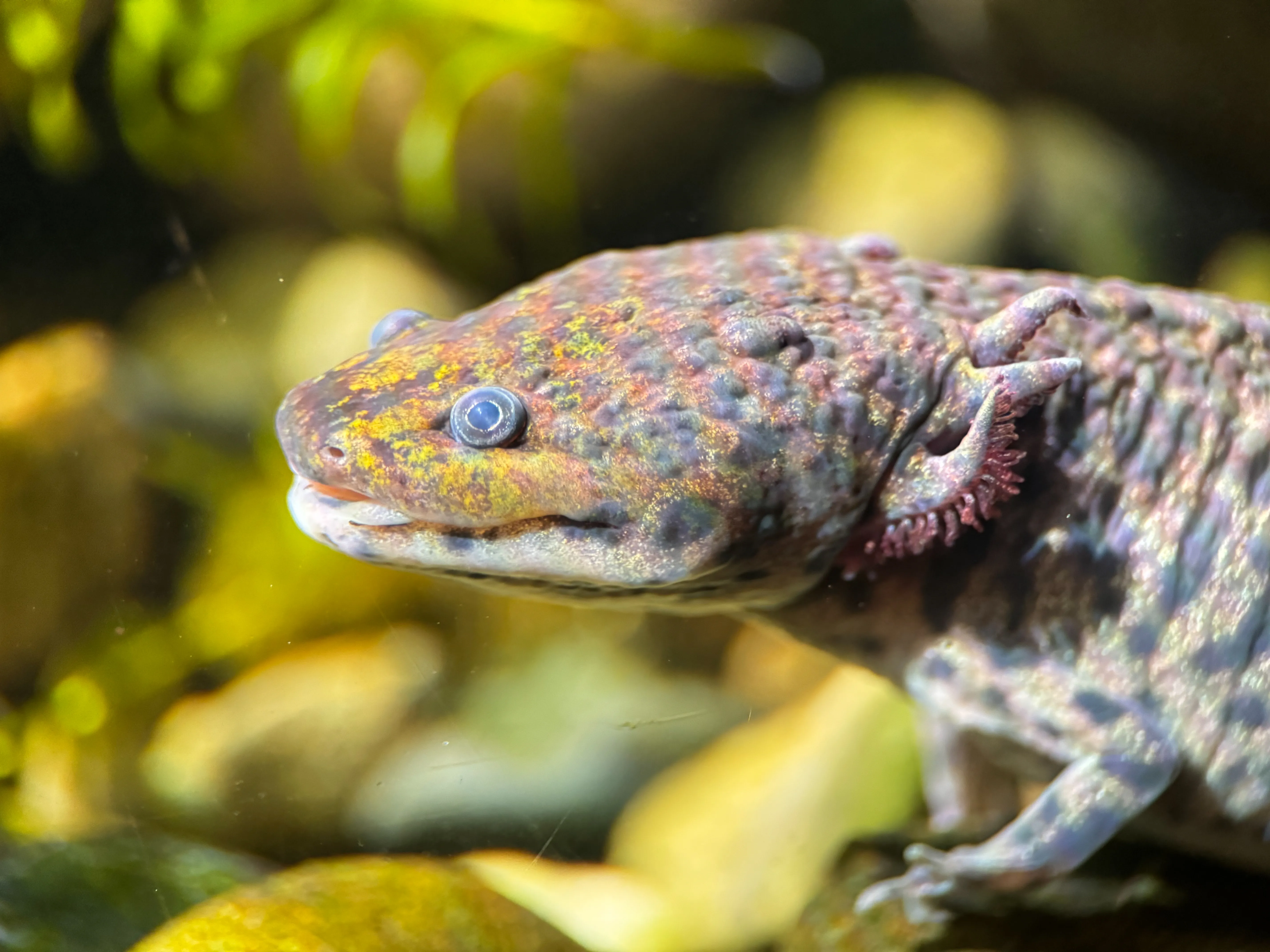 Wildlife photo