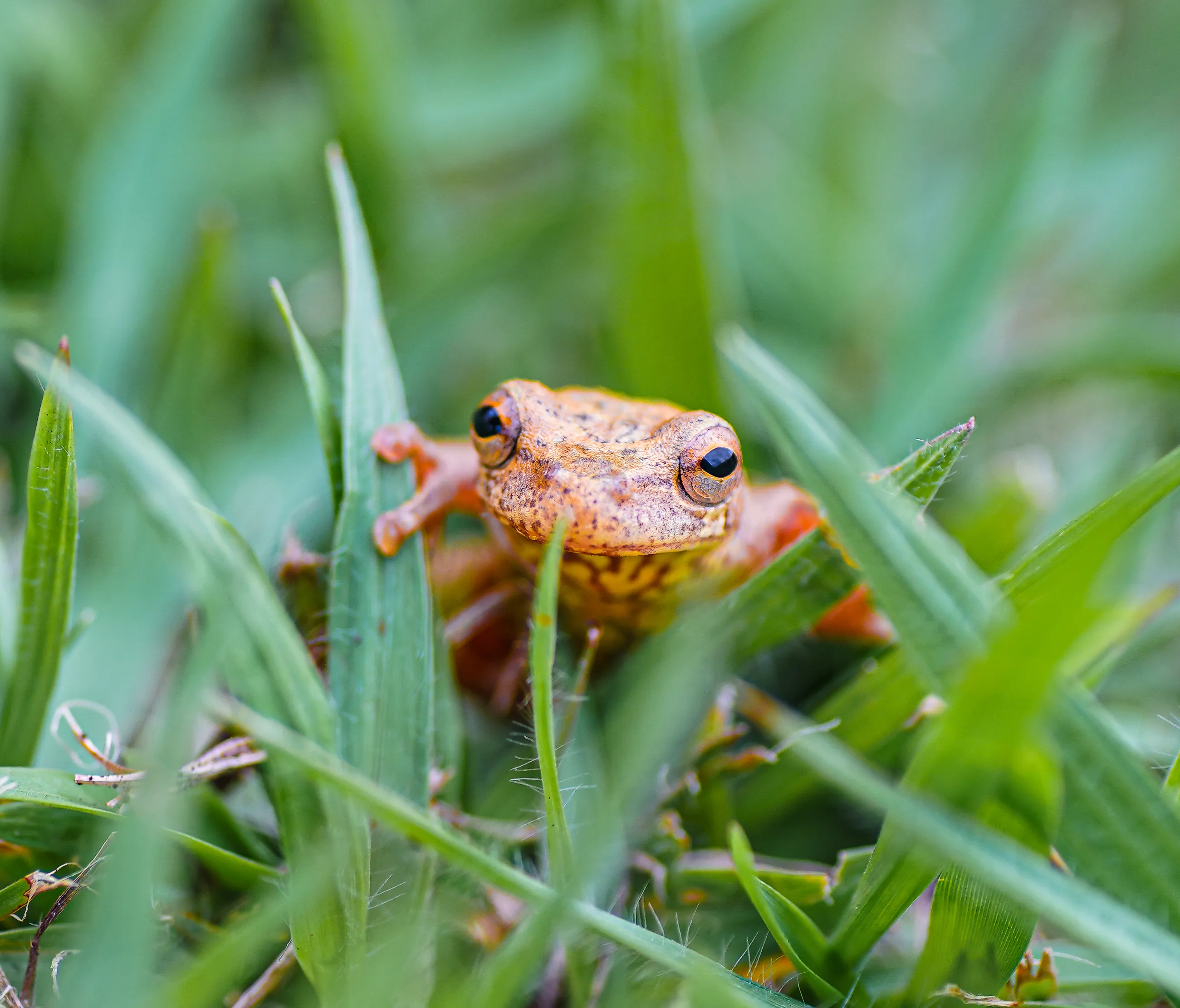 Wildlife Photography