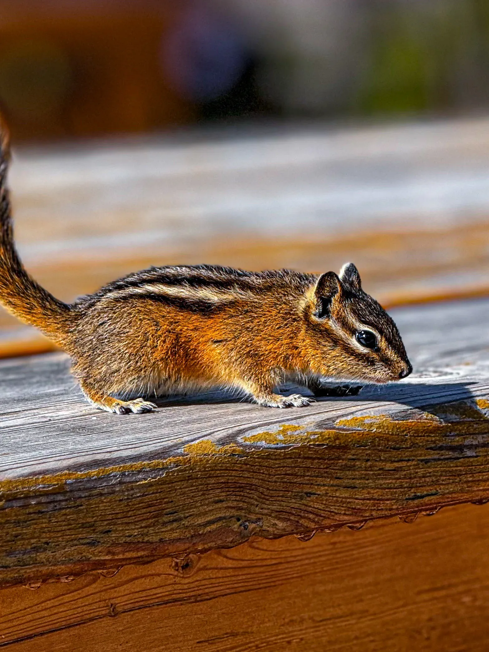 Wildlife photograph 181