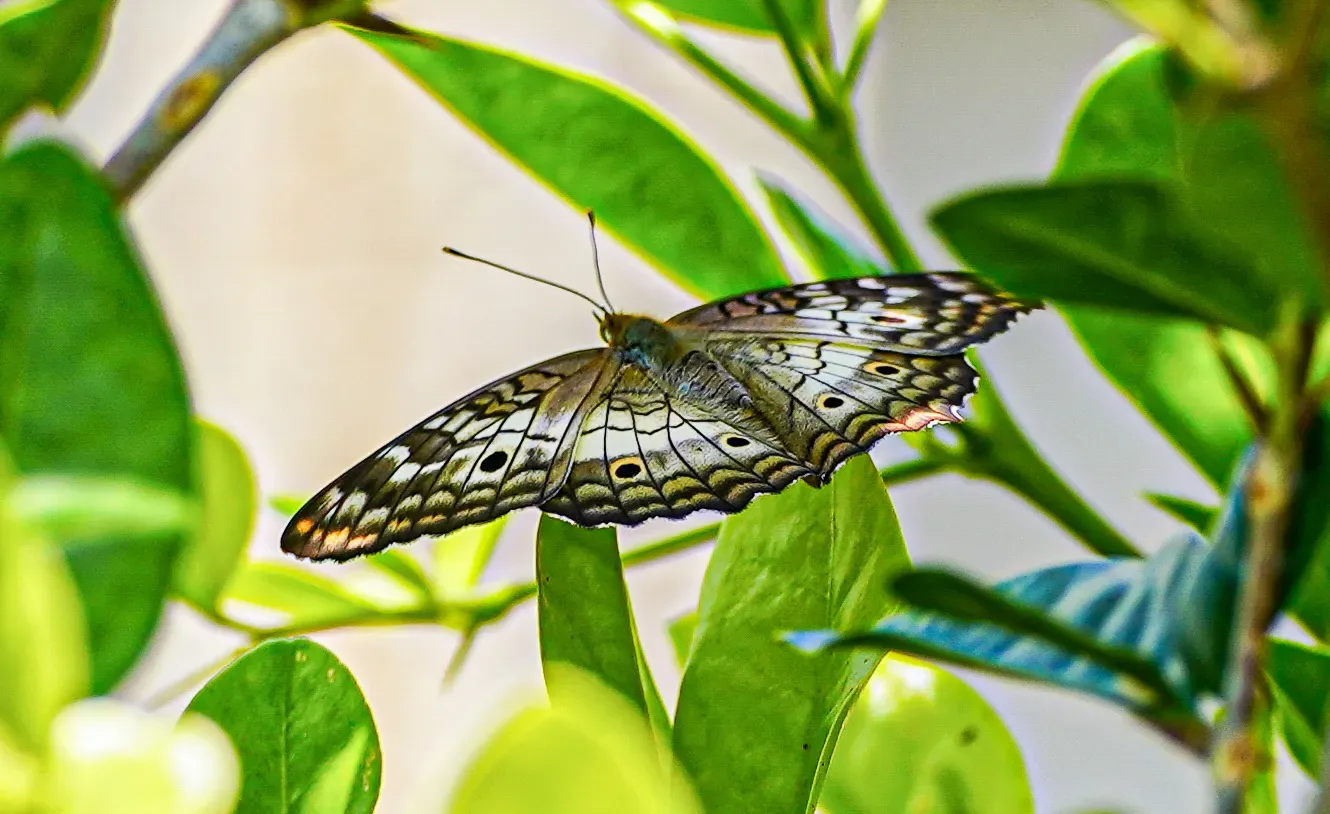 Wildlife photograph 67