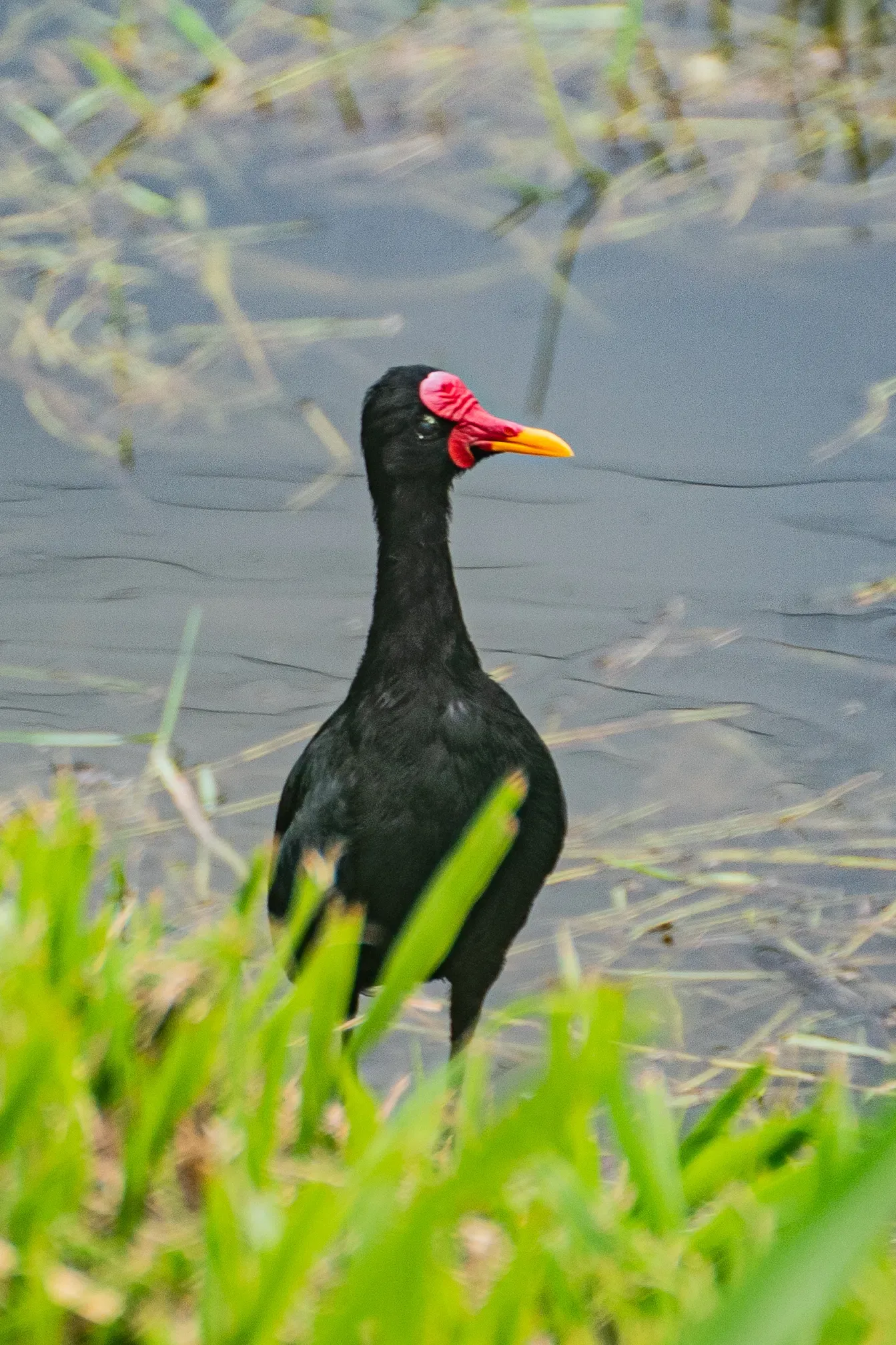 Wildlife photograph 155