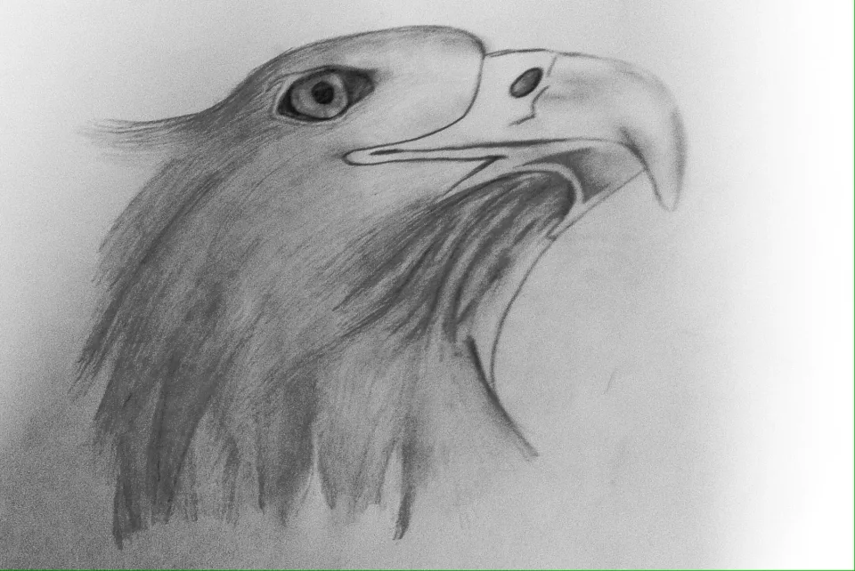 Eagle — Color Pencil, 2012